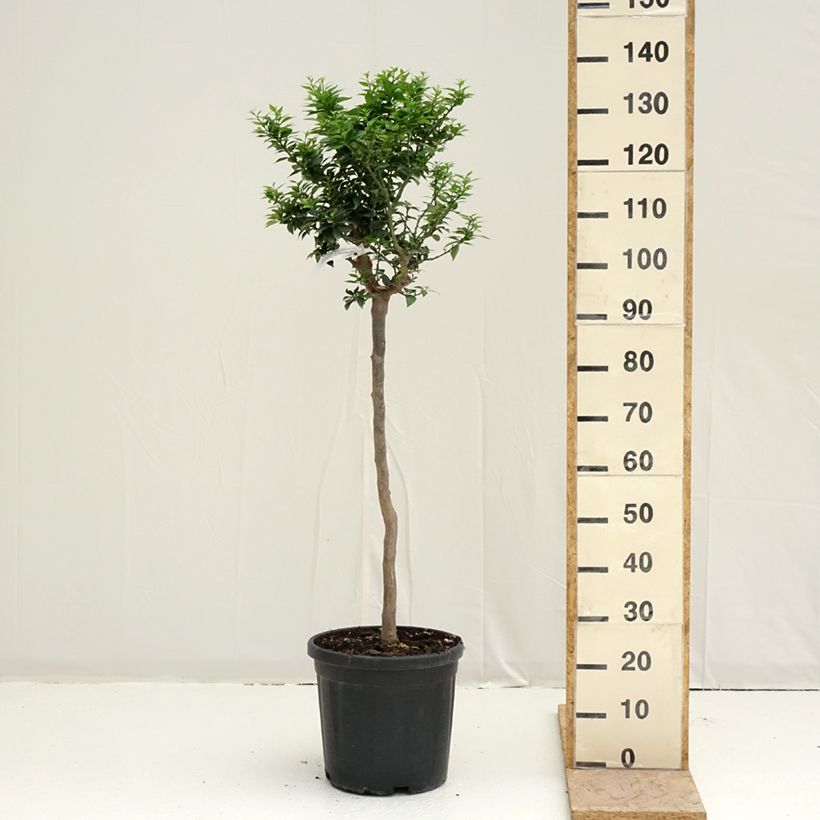 Mandarín - Citrus aurantium var. myrtifolia Maceta 18L/20L, Medio tallo Ejemplar entregado en la primavera