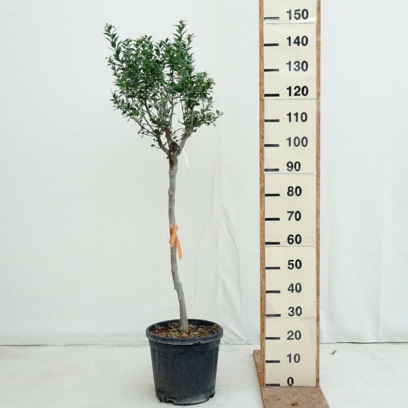 Ejemplar de Mandarín - Citrus aurantium var. myrtifolia Maceta 18L/20L, Medio tallo entregado en otoño