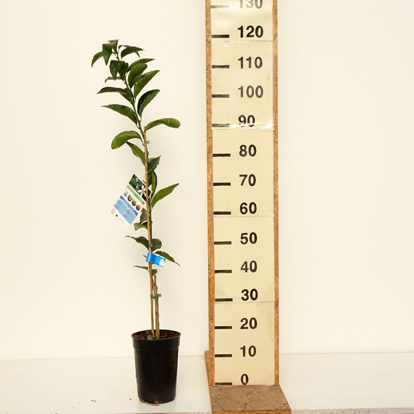 Mandarina híbrida - Citrus deliciosa Maceta 3L/4L, Vástago Ejemplar entregado en invierno