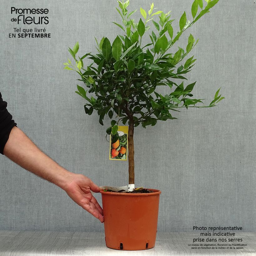 Ejemplar de Mandaríno Keraji - Citrus reticulata Maceta 2L/3L, Formación arbustiva entregado en otoño