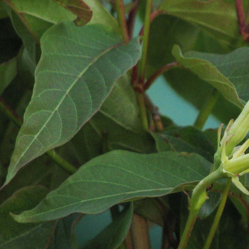 Mandevilla laxa - Dipladenia (Follaje)