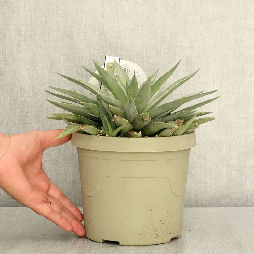 Ejemplar de Mangave Mad About Mangavé Frosted Elegance - Maguey Maceta 3L/4L entregado en verano