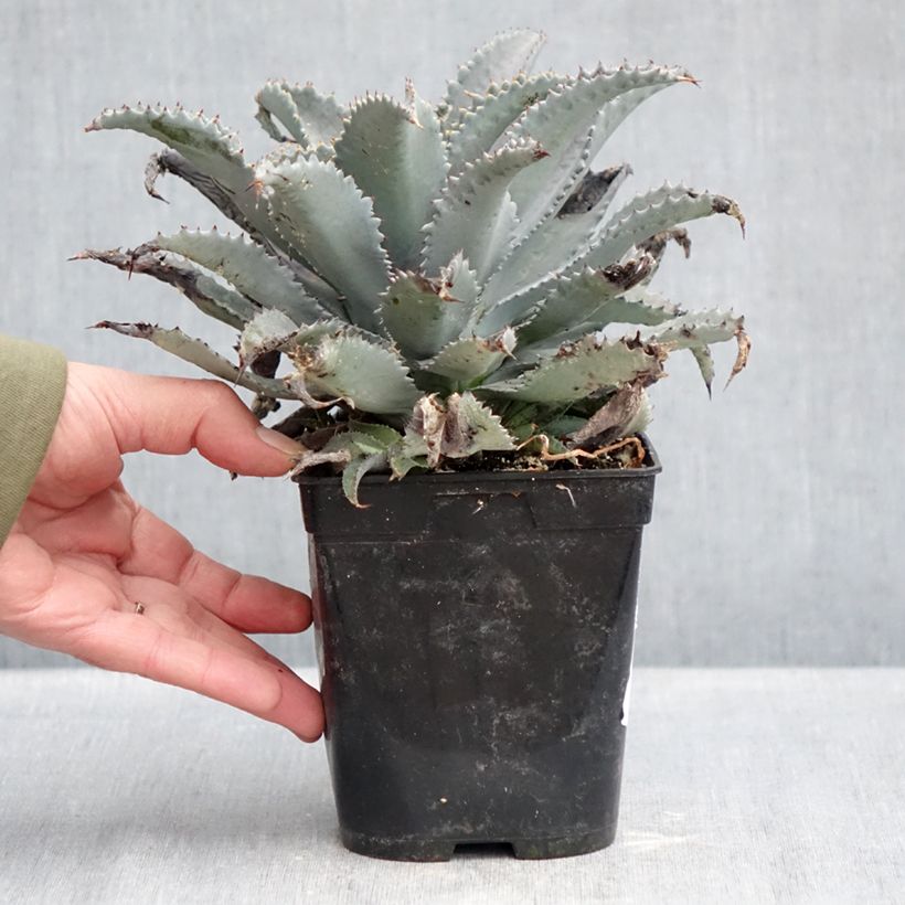 Mangave Silver Fox Maceta 1L/1,5L Ejemplar entregado en invierno