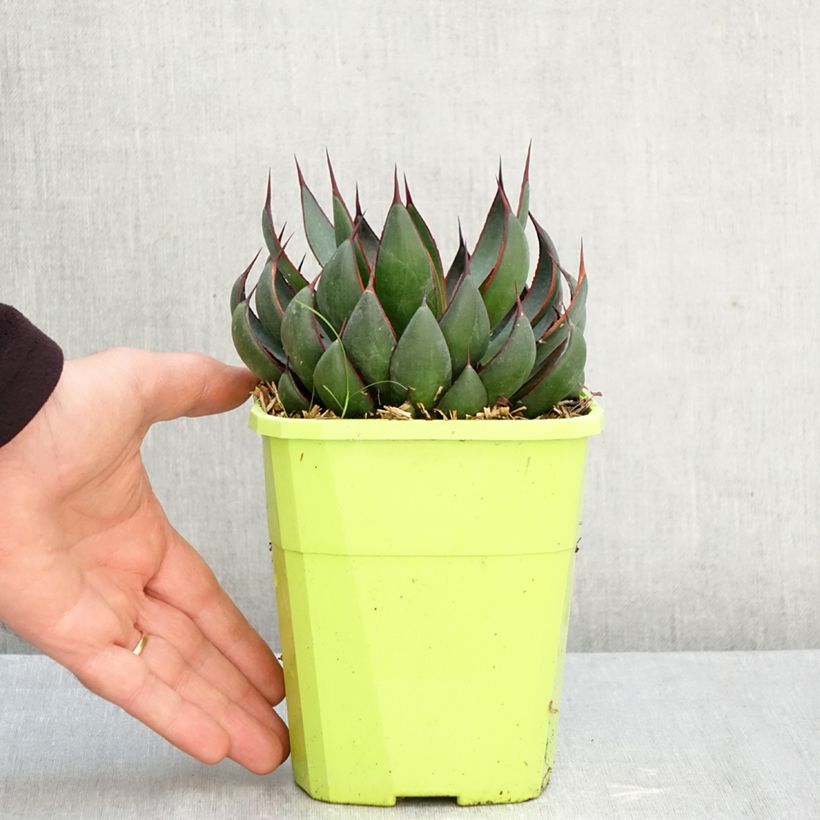 Ejemplar de Mangave Praying Hands Maceta 3L/4L entregado en otoño