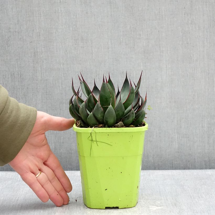 Mangave Praying Hands Maceta 3L/4L Ejemplar entregado en invierno