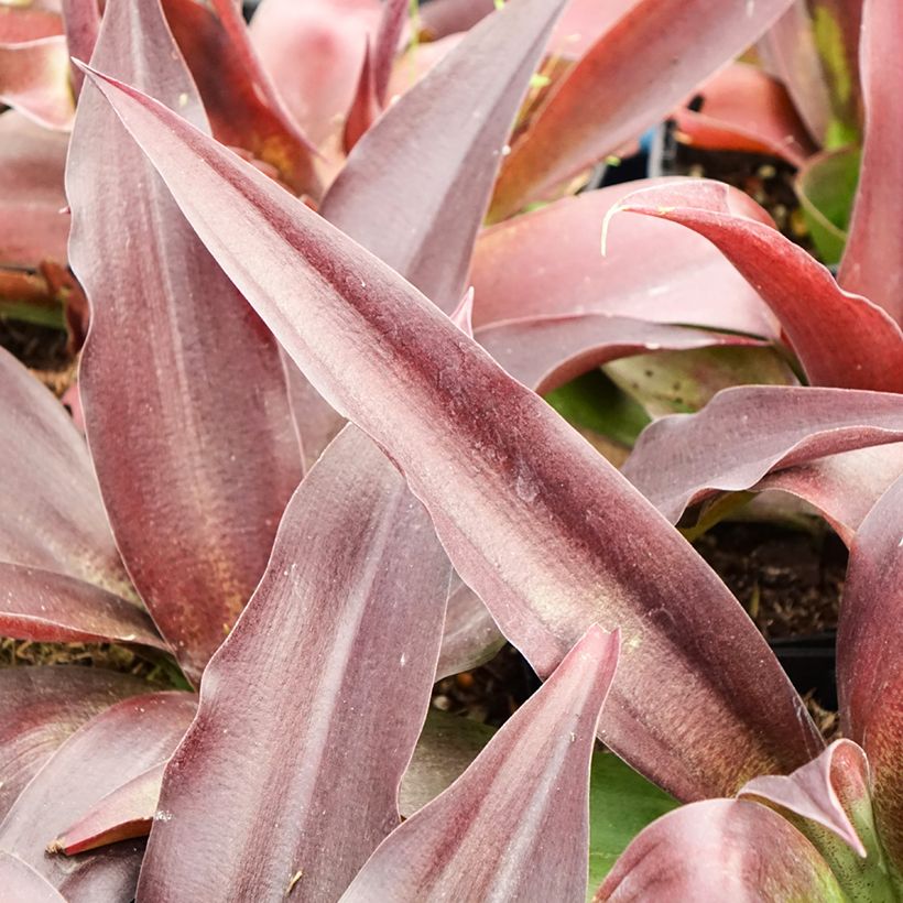 Agave undulata Purple passion (Follaje)