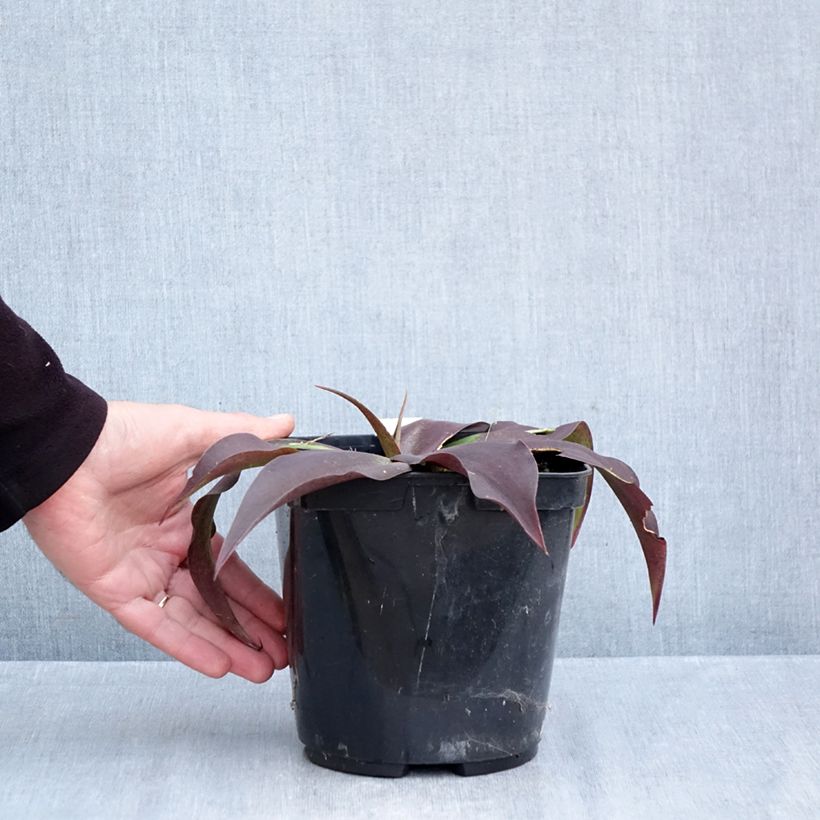 Ejemplar de Agave undulata Purple passion Maceta 3L/4L entregado en otoño