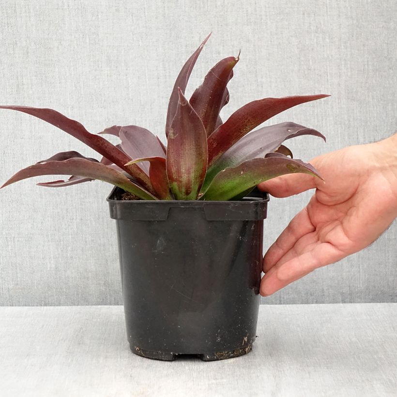 Ejemplar de Agave undulata Purple passion Maceta 3L/4L entregado en verano