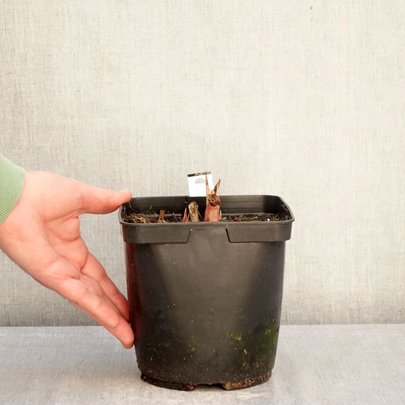 Agave undulata Purple passion Maceta 3L/4L Ejemplar entregado en invierno