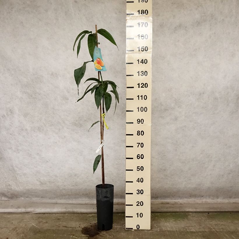 Ejemplar de Mangifera indica - Mango Maceta 6L/7L entregado en otoño