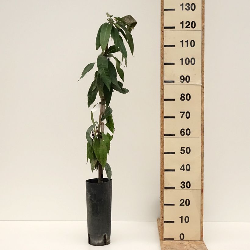 Mangifera indica - Mango Maceta 6L/7L Ejemplar entregado en invierno