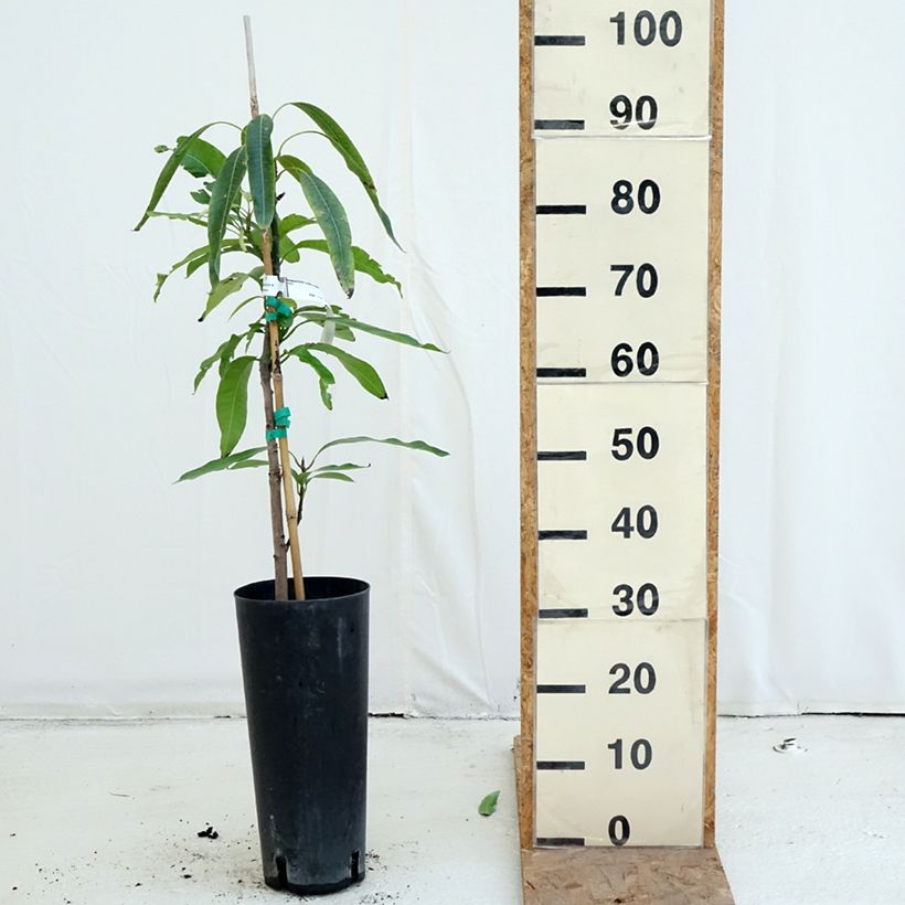 Ejemplar de Mango Irwin - Mangifera indica Maceta 6L/7L entregado en otoño