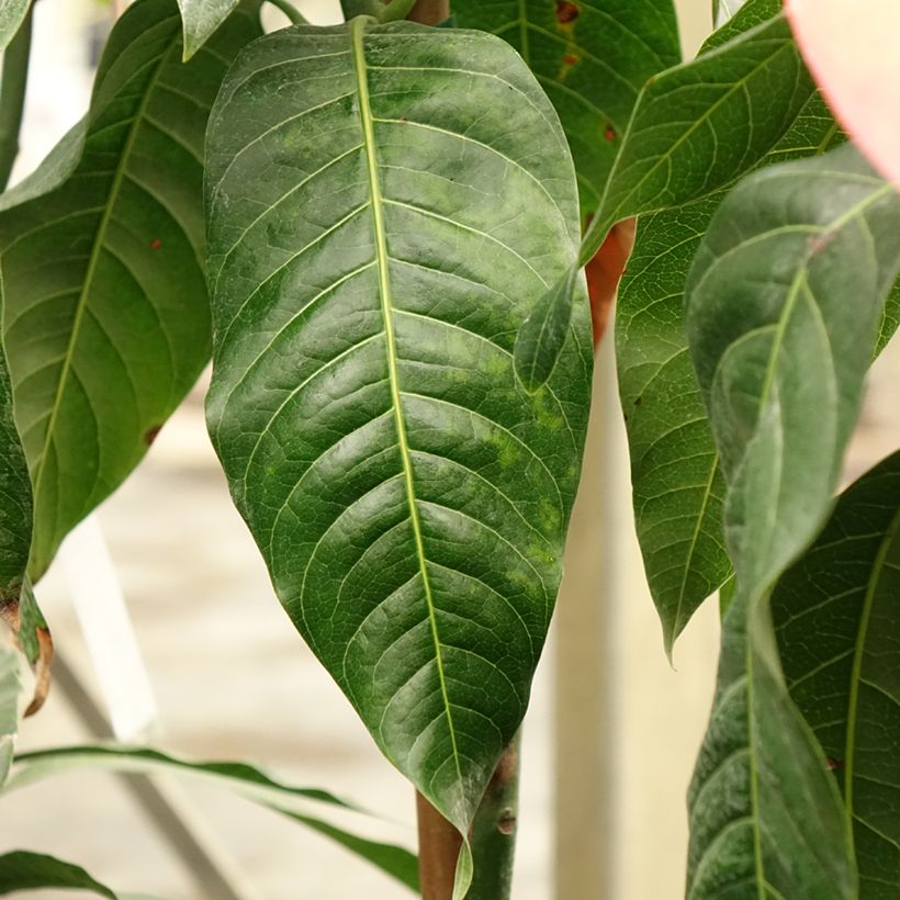 Mango Keitt - Mangifera indica (Follaje)