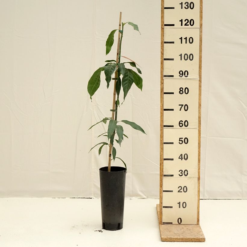Mango Keitt - Mangifera indica Maceta 6L/7L Ejemplar entregado en la primavera