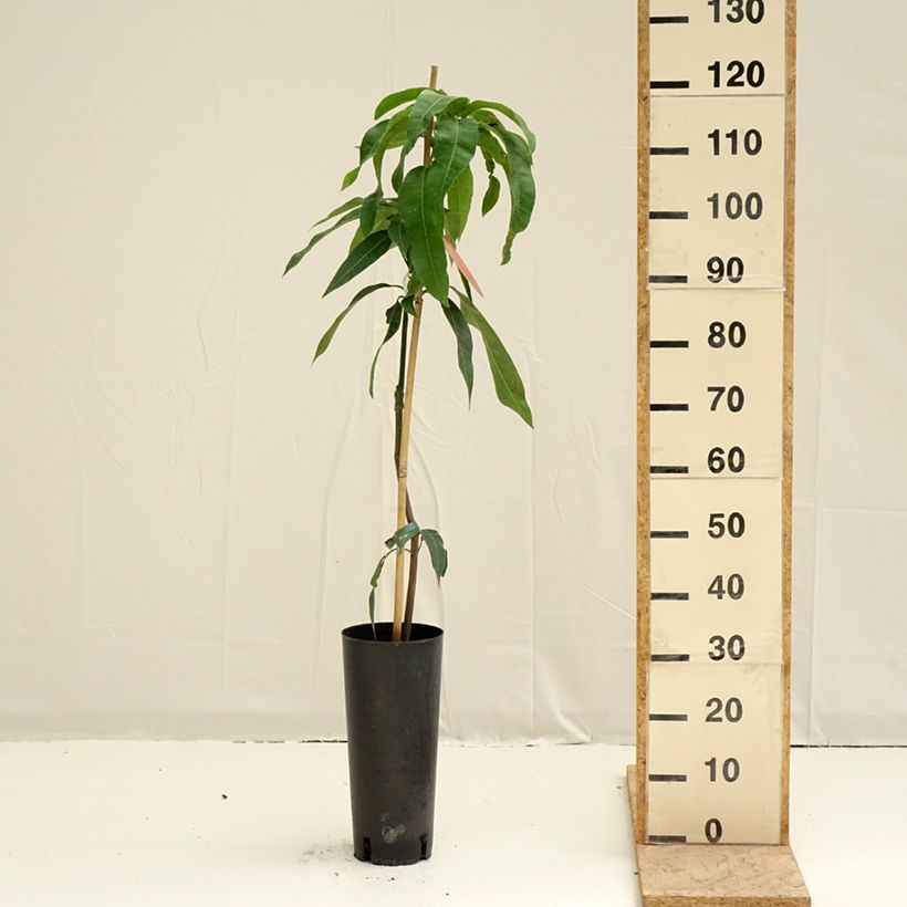 Mango Kent - Mangifera indica Maceta 6L/7L Ejemplar entregado en la primavera