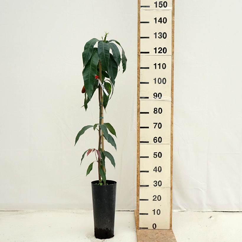 Ejemplar de Mango Palmer - Mangifera indica Maceta 6L/7L entregado en verano