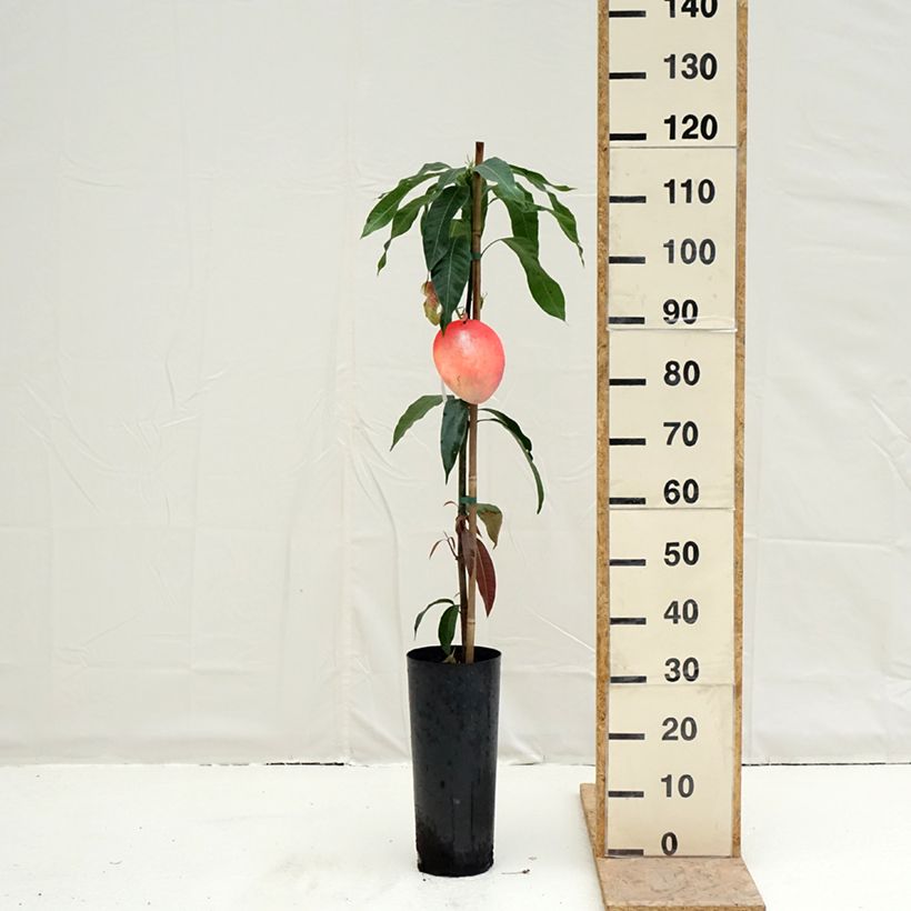 Mango Palmer - Mangifera indica Maceta 6L/7L Ejemplar entregado en la primavera