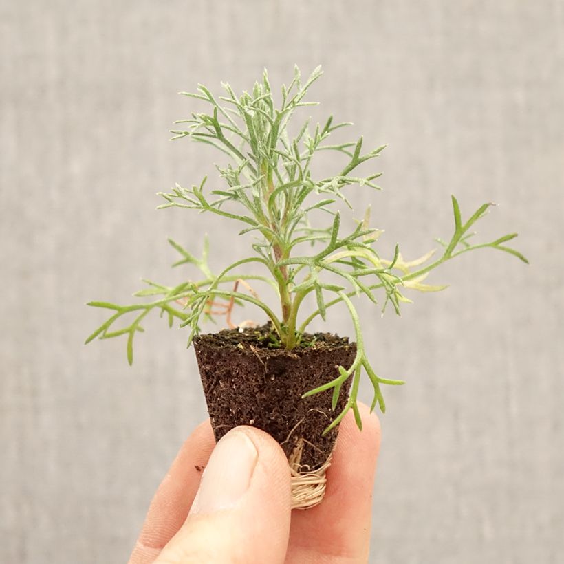 Rhodanthemum hosmariense Flirt minicepellón: Ø 3/4 cm Ejemplar entregado en la primavera