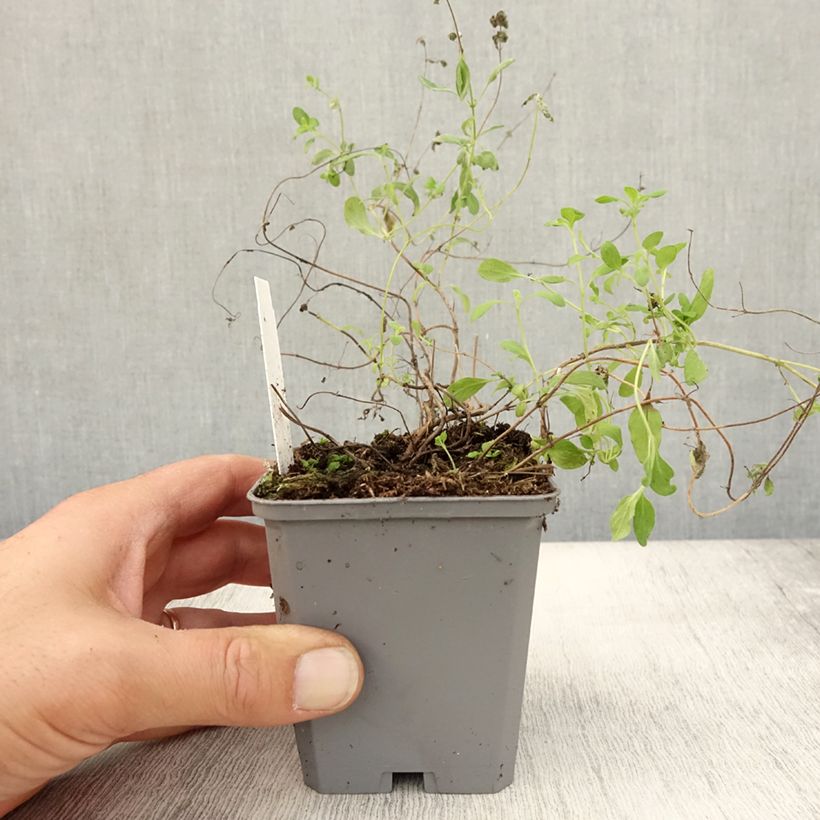 Ejemplar de Mejorana Pizza Maceta de 8/9 cm entregado en otoño