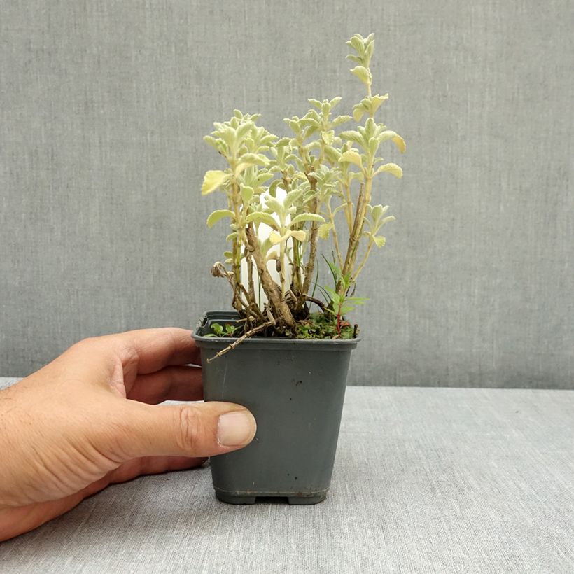 Ejemplar de Marrubium incanum - Marrubio Maceta de 8/9 cm entregado en verano