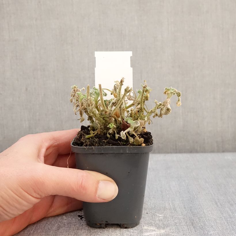 Marrubium incanum - Marrube gris ou blanchi  Maceta de 8/9 cm Ejemplar entregado en invierno