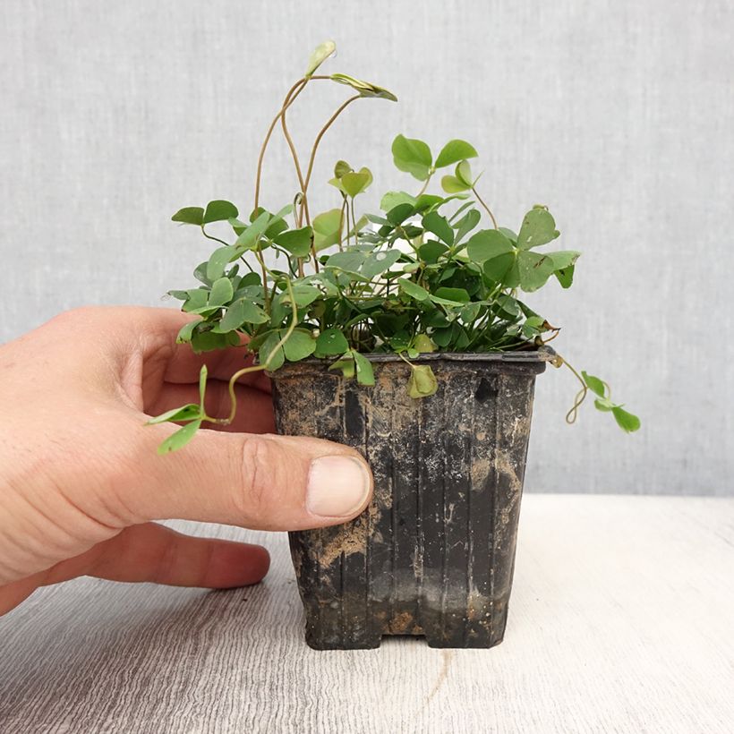 Marsilea quadrifolia - Trébol de cuatro hojas acuático Maceta de 8/9 cm Ejemplar entregado en la primavera