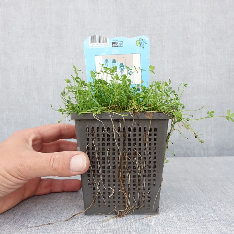 Marsilea quadrifolia - Trébol de cuatro hojas acuático Maceta 1L/1,5L Ejemplar entregado en la primavera