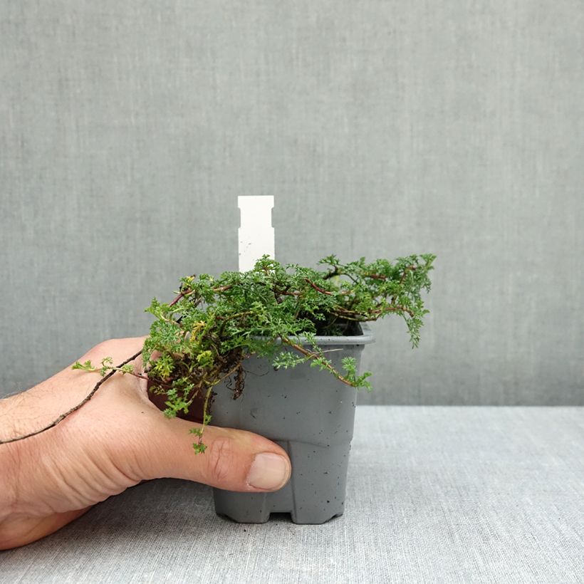 Ejemplar de Matricaria tchihatchewii Maceta de 8/9 cm entregado en otoño