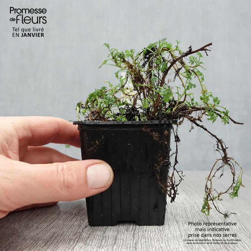 Matricaria tchihatchewii Maceta de 8/9 cm Ejemplar entregado en invierno