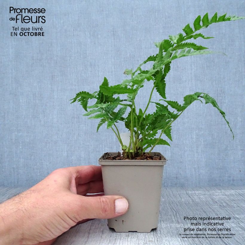 Ejemplar de Matteuccia orientalis Maceta de 8/9 cm entregado en otoño