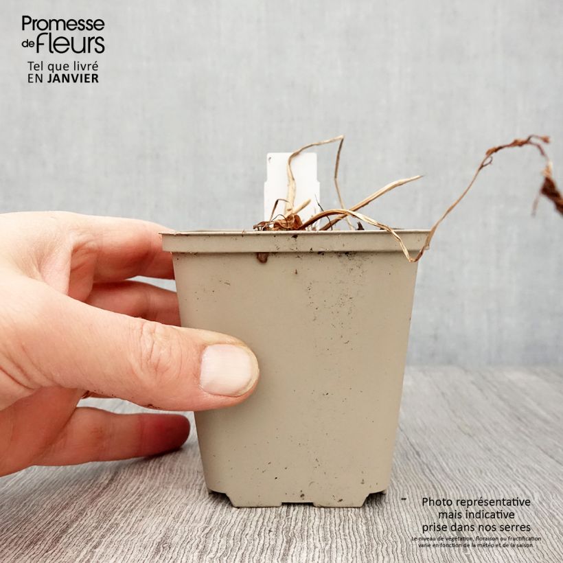 Matteuccia orientalis Maceta de 8/9 cm Ejemplar entregado en invierno