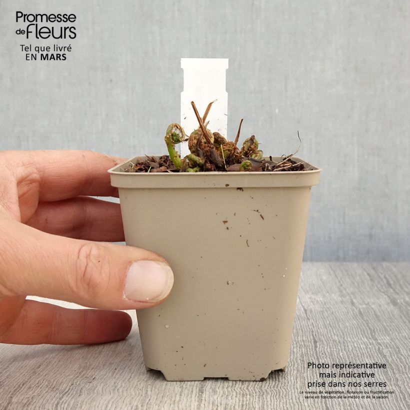 Matteuccia orientalis Maceta de 8/9 cm Ejemplar entregado en la primavera