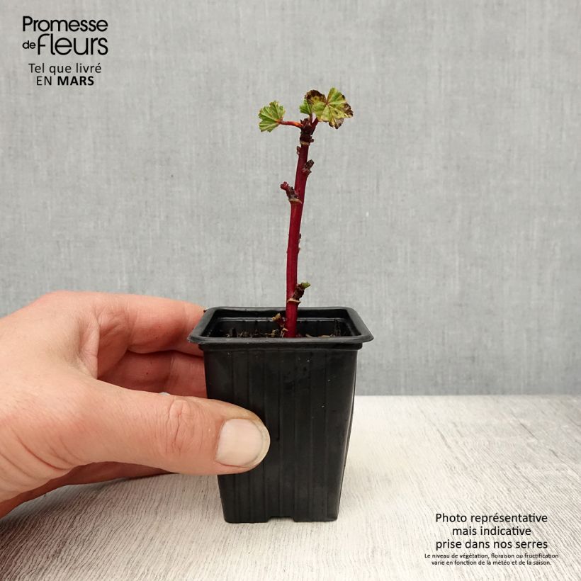 Malva común - Malva sylvestris Maceta de 7/8 cm Ejemplar entregado en la primavera