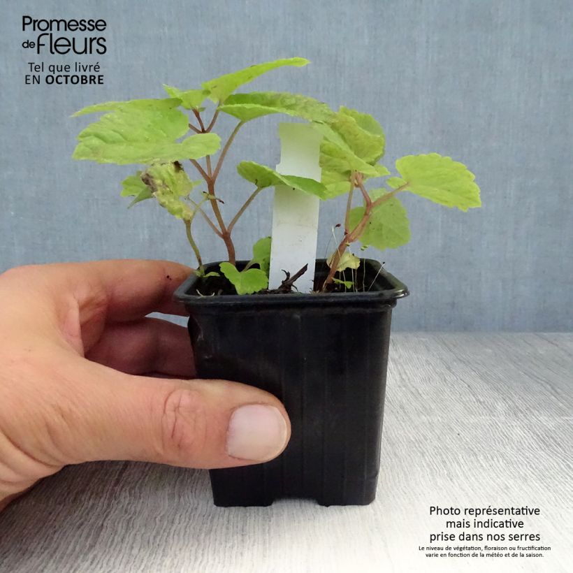 Ejemplar de Meehania urticifolia Japan Blau Maceta de 8/9 cm entregado en otoño