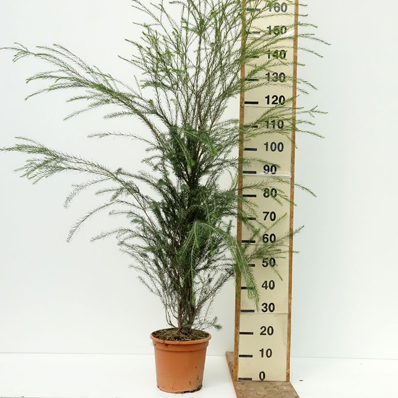 Ejemplar de Árbol de té - Melaleuca alternifolia Maceta 7,5L/10L entregado en verano