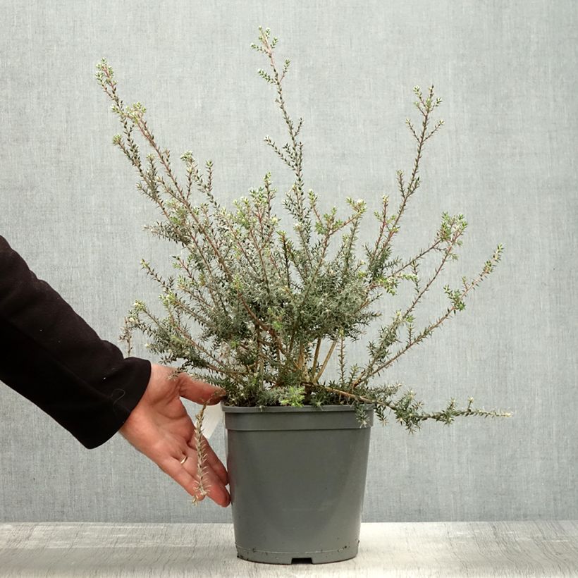 Ejemplar de Melaleuca squamea Maceta 3L/4L entregado en otoño