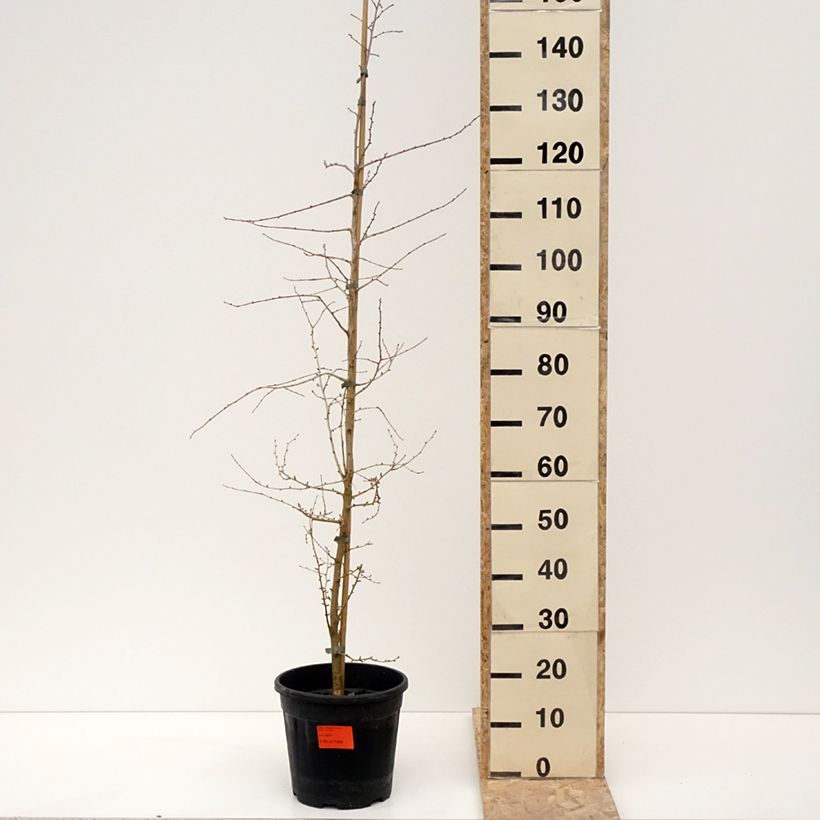 Pseudolarix amabilis - Falso alerce Maceta 7,5L/10L Ejemplar entregado en invierno