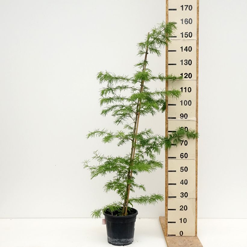 Pseudolarix amabilis - Falso alerce Maceta 7,5L/10L Ejemplar entregado en la primavera