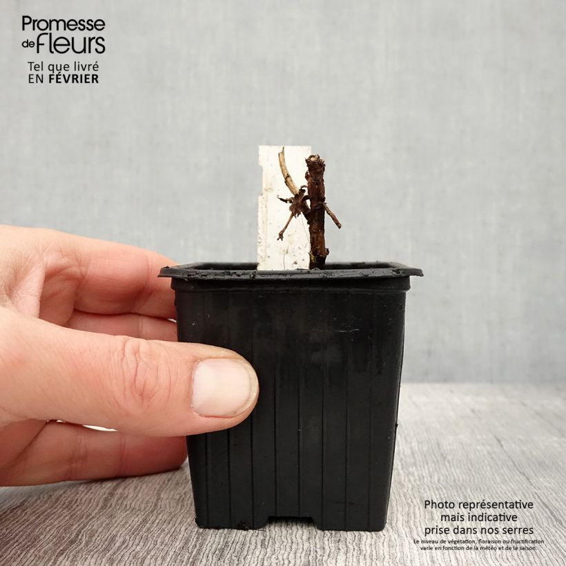 Melianthus major - Melero Maceta de 8/9 cm Ejemplar entregado en invierno