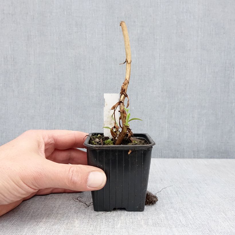 Melianthus major - Melero Maceta de 8/9 cm Ejemplar entregado en la primavera