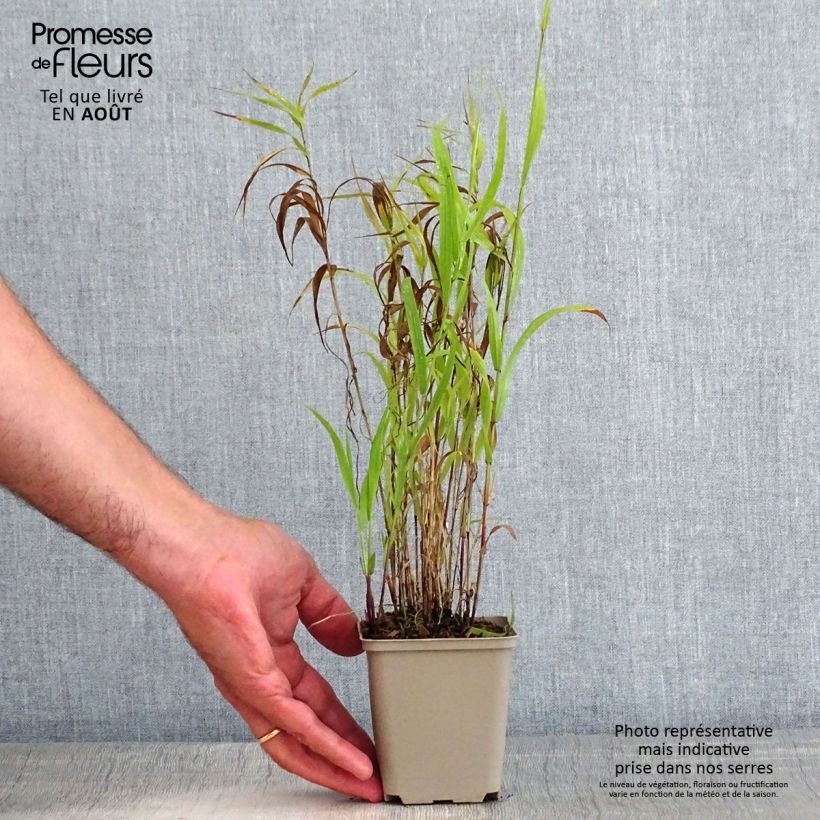 Ejemplar de Melica altissima Atropurpurea Maceta de 8/9 cm entregado en verano