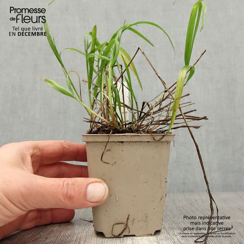 Melica nutans Maceta de 8/9 cm Ejemplar entregado en invierno