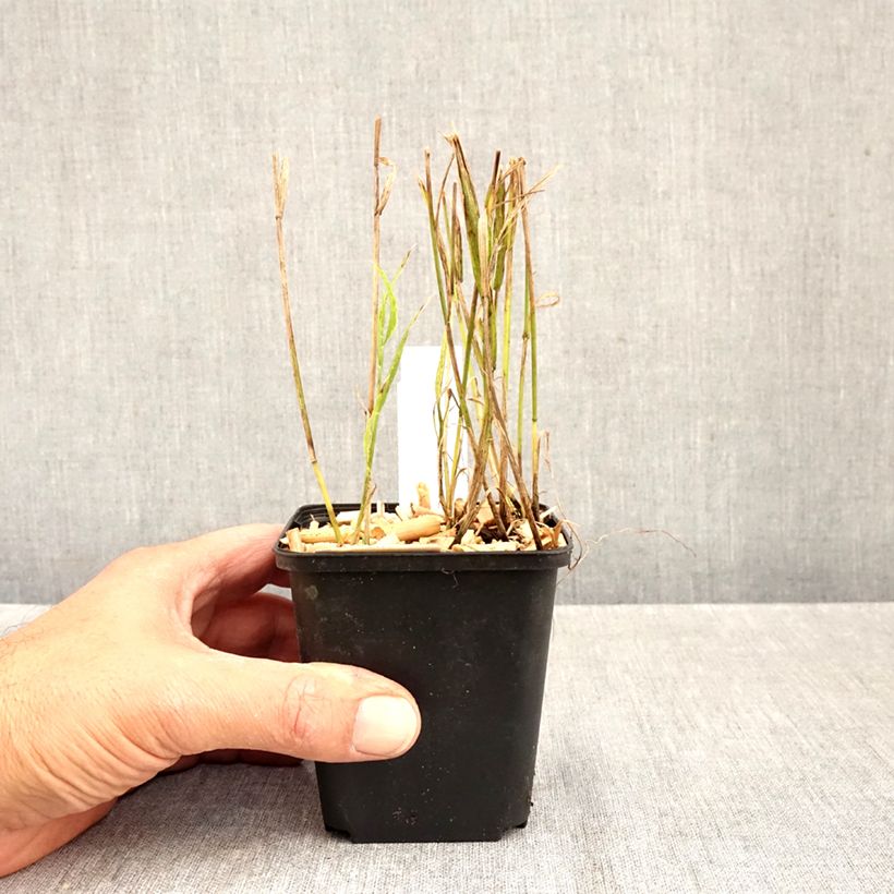 Ejemplar de Melica uniflora var. albida Maceta de 8/9 cm entregado en otoño