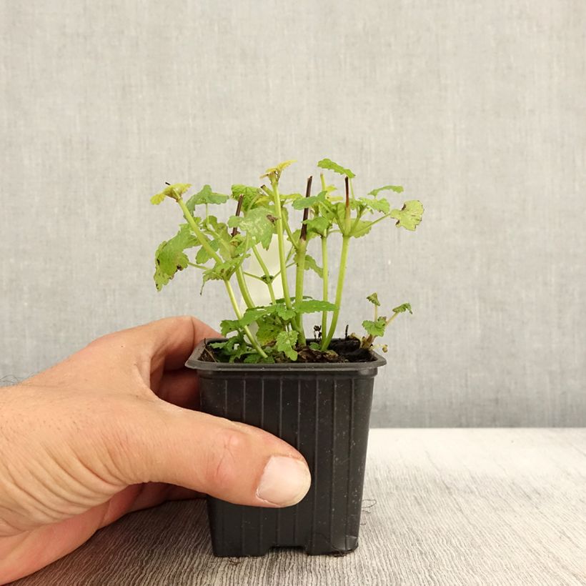 Ejemplar de Melisa Aurea Maceta de 8/9 cm entregado en otoño