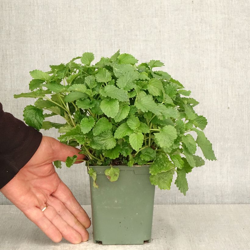 Melisa Aurea Maceta 1L/1,5L Ejemplar entregado en la primavera
