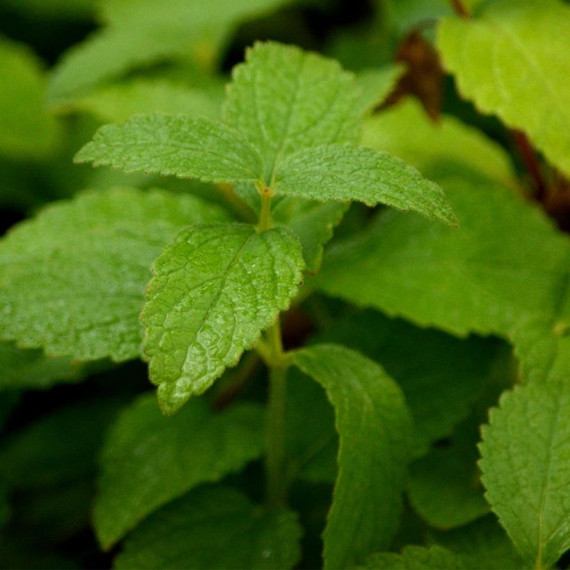 Melittis melissophyllum Alba - Melisa bastarda (Follaje)