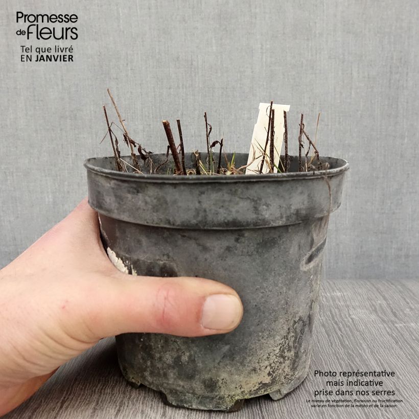 Melittis melissophyllum Alba - Melisa bastarda Maceta 2L/3L Ejemplar entregado en invierno