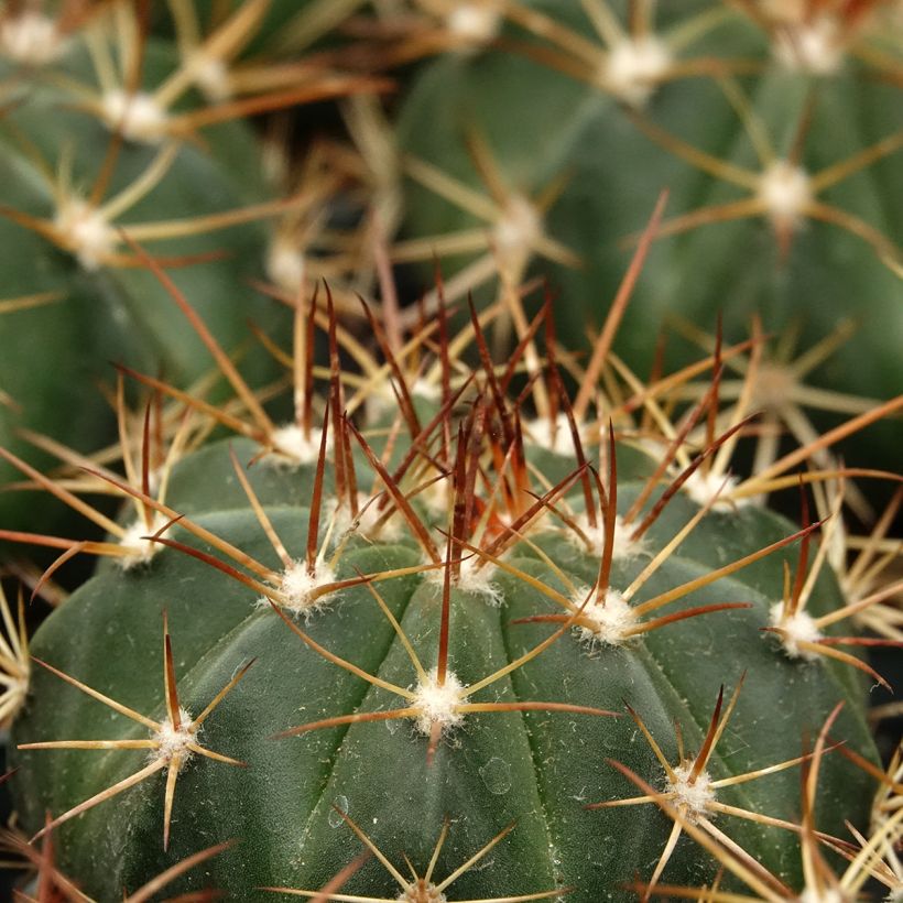 Cactus - Melocactus azureus (Follaje)