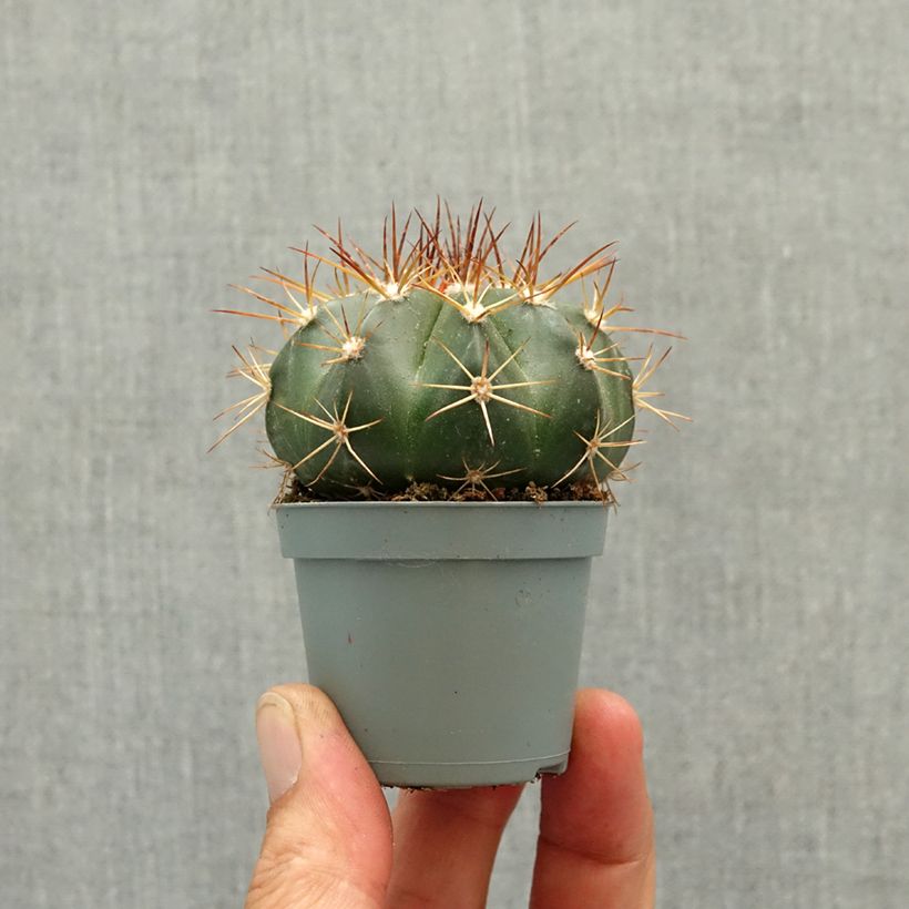 Cactus - Melocactus azureus miniplanta Ejemplar entregado en la primavera