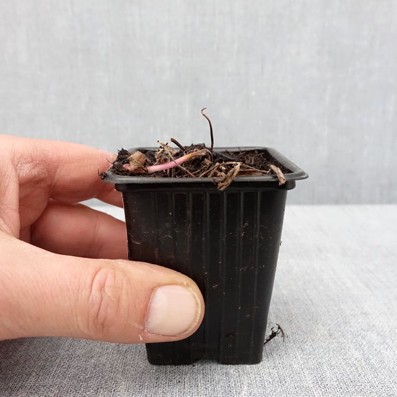 Menta silvestre plátano Banana Bio Maceta de 8/9 cm Ejemplar entregado en invierno